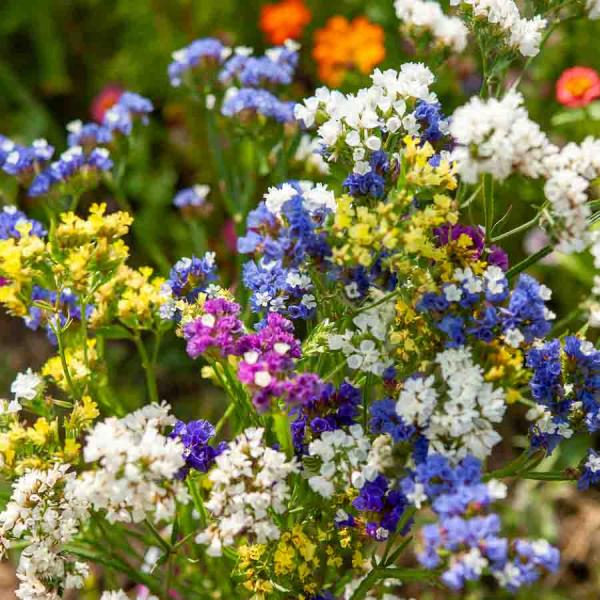 Fleurs - Statice Sinuata Variée - face recto
